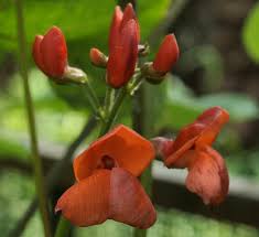 Image result for Phaseolus