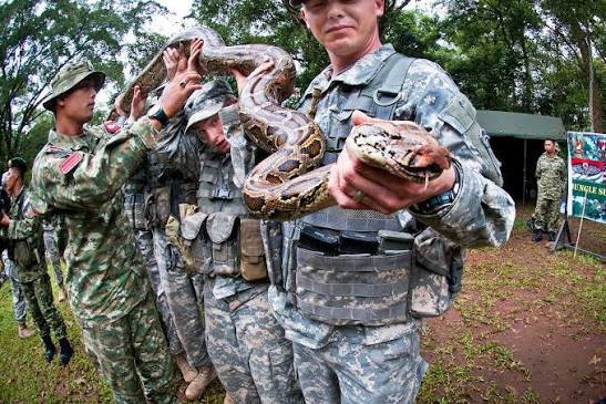 U.S. paratroopers hold a large python during jungle survival training  taught by Indonesian army paratroopers during exercise Garuda Shield 2013  in Cilodong, Indonesia, June 12, 2013. | U.S. Department of War