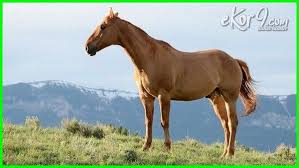 Hewan Herbivora Pemakan Tumbuhan Hewan Herbivora Adalah Hewan Herbivora Apa Saja Hewan Herbivora Awalan K Hewan Herbivora Adalah Pem Hewan Binatang Kambing