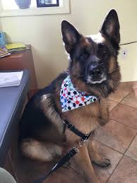 Breeders whom specialize in german shepherds for protection will have puppies that are well suited to protection work. Pin On Dogs For Adoption
