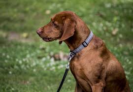 What Is Crohn S Disease In Dogs Canna Pet