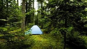 62-åring fik nok av kona si: Flyttet ut i skogen og bodde der i fem år