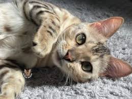 Tigresa Caliente Net Worth: How Much Is The Luchadora Worth?