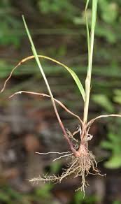 Image result for Cyperus zollingeri