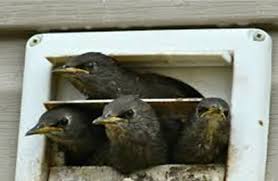 Bird In Vent Daytion Dayton Wildlife Removal