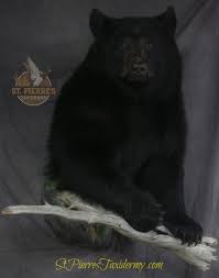 Black Bear Half Mount Custom Life Size Black Bear Mount By St Pierre S Taxidermy The American Black Bear Is A Medium Sized Bear Native Bear Species Bear Mounts American Black Bear