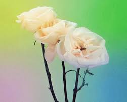 Animated gif friends images love glitter. Sad Flowers Gifs Get The Best Gif On Giphy