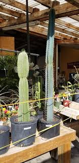 I love the spices that are thrown into it and i love how the. Cereus Ids Agaveville