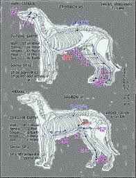 20 Described Acupuncture Alarm Points Chart