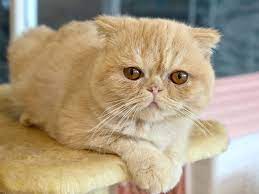 It shares the persian's pleasant. Beliebte Katzenrassen Fur Die Wohnungshaltung Exotic Shorthair Kratzbaumliebe