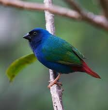 Falda Kus Beautiful Birds Pet Birds Pretty Birds
