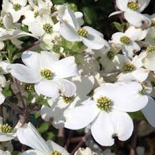 Always move dogwood with a complete root ball in the early spring and place the transplant a little high in the planting hole. Flowering Dogwood White Garden Express