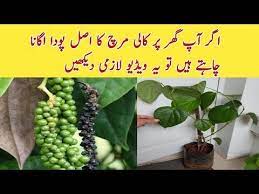 How To Grow Black Pepper True Plant At Home Ll Kali Mirch Ky Pody Ki Pehchan Youtube Plants Stuffed Peppers Growing Grapes