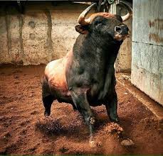 Pin De Francisco Pierrend Besada En Bucking Bulls Monta De Toros Toros De Lidia Animales Bovinos