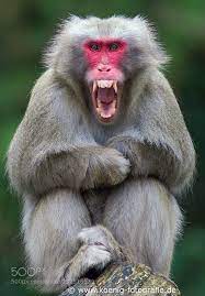 Animal Photography Angry Monkey Animal Photography Pet Monkey Monkey
