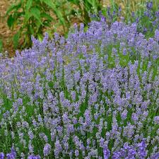 Lavendel is vaak terug te vinden in tuinen door zijn mooie paarse kleur en zijn heerlijke bloemengeur. Provence Lavendel Grosso Lavandula X Intermedia