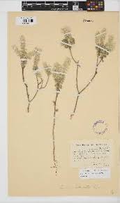 Image result for Gnidia chrysantha