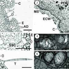 Image result for Adenia karibaensis