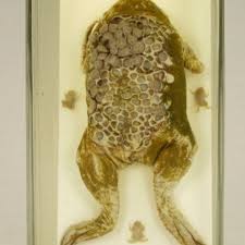 Newly hatched suriname toads develop under the skin of their mother's back, a sight th. Trigger Surinam Toad With Dissected Back Trypophobia