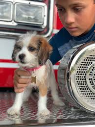 Hi! Thank you for allowing me to join. I haven't been in the dog hiking  scene for a couple of years due to Hurricane Micheal. I had lost my hiking  buddy, Bruiser