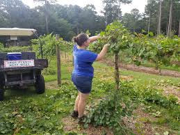 We at rabbit ridge nursery have tried very hard to give you the tools needed to identify your problem through the various links embedded in what's wrong with my fruit tree? Rabbit Ridge Berry Farm