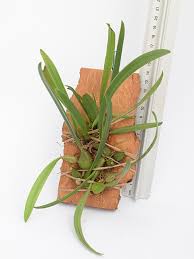 Image result for Bulbophyllum josephi