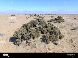 Image result for Arthraerua leubnitziae