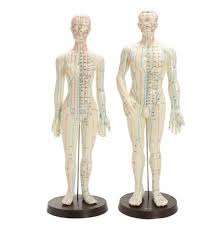 Human Body Acupuncture Medical Model Male Female Meridians Model Chart Book Base 48 50cm