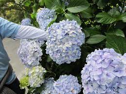 Baby Blue Hydrangea In The Botanic Gardens Of Christchurch New Zealand Blue Hydrangea Botanical Gardens Botanical
