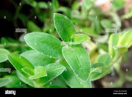 Image result for Mayacaceae