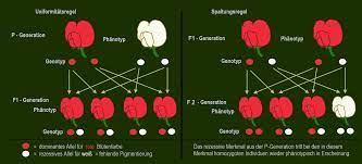 Die augenfarbe beim menschen wird z.b. Datei Uniformitatsregel Dominant Rezessive Vererbung Png Wikipedia