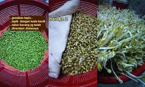 Alat dan bahan menanam tauge. Cara Tanam Taugeh Sendiri Di Rumah Hari Ke 3 Dah Boleh Tuai Daily Makan