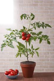 These plants are easy to grow, low maintenance plants and help in purifying air. Indoor Vegetable Garden Ideas How To Grow Vegetables Indoors