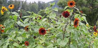 6 to 8 hours a day is ideal in a location protected from the wind. How To Grow Sunflowers
