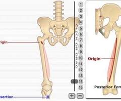 Select a human anatomy system to begin. Mss Anatomy From Getbodysmart 7 Flashcards Quizlet