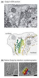 We did not find results for: Q A What Is The Golgi Apparatus And Why Are We Asking Bmc Biology Full Text