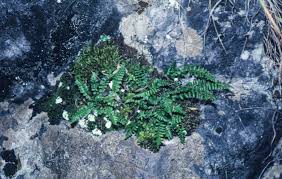 Image result for Asplenium trichomanes