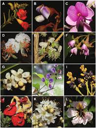 Image result for Fabaceae subfamily Papilionoideae