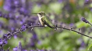 What flowers are hummingbirds most attracted to. Expert Tips For Attracting Hummingbirds And Orioles The National Wildlife Federation Blog The National Wildlife Federation Blog
