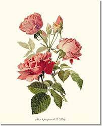 The most common rose botanical illustration material is paper. Amazon Com Pink Rose Print Vintage Botanical Art Perfume De L Hay Ready To Frame 5x7 8x10 11x14 Handmade