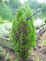 Make clean sharp cuts, slicing completely through the stem. 12 Best Pruning Arborvitae Ideas Arborvitae Arborvitae Tree Landscape Care