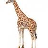 Funny looking smiling camel isolated on a white background. 1