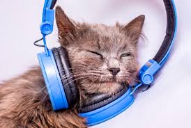 Do Dogs And Cats Like It If You Leave The Radio Or Tv On When You Leave The House Dog Cat British Dog Cute Cats And Kittens