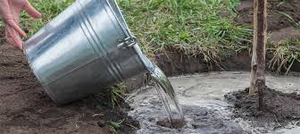 Water gauges are different heights, so look for a long one that will dig deep into your soil. Watering Fruit Nut Trees Planting Care Tomorrow S Harvest By Burchell Nursery