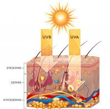 This cancer arises in the basal cells, which are found at the bottom of the epidermis (outer skin layer). Skin Cancer Prevention Diagnosis And Treatment Kansas City Dermatologists At Epiphany Dermatology