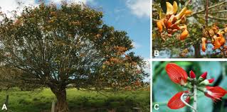 Image result for Erythrina fusca
