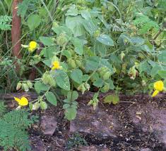Image result for Crotalaria calycina