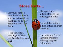 In this video you are going to learn about what do ladybugs eat and what. All About Lady Bugs Lesson Plan By Maria Cruz Ppt Video Online Download