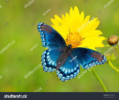 Image result for Primrose Yellow 1958 Admiral