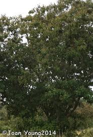 Image result for Croton gratissimus